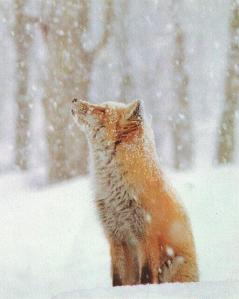 fox_snow